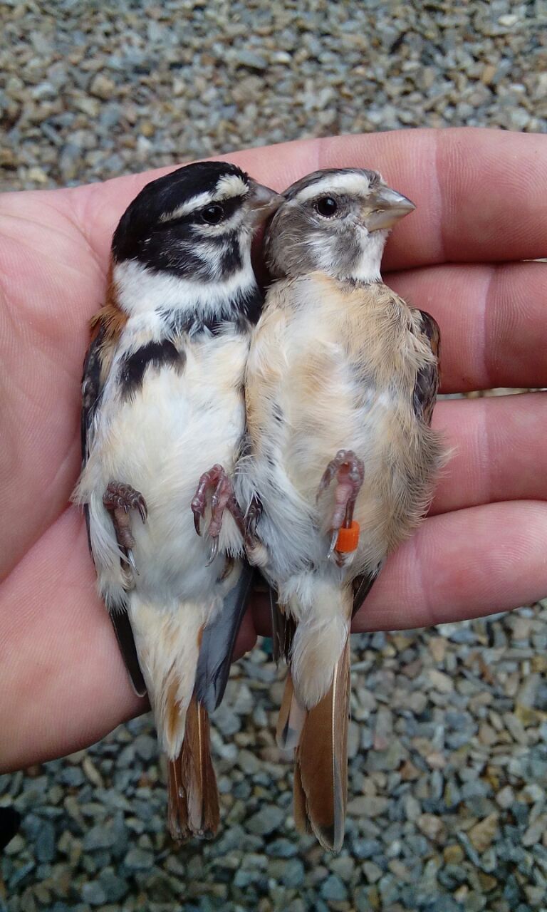 Damara Canary